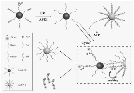 一种荧光分析检测APE1酶的三维DNAwalker生物传感器