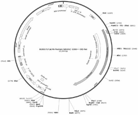 人NR1D1报告基因质粒、稳转细胞株及其构建方法和应用