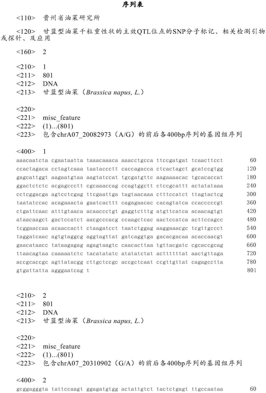 甘蓝型油菜千粒重性状的主效QTL位点的SNP分子标记、相关检测引物或探针、及应用的制作方法