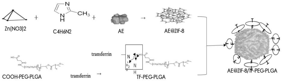 一种覆盖TF-PEG-PLGA涂层的载药ZIF-8纳米粒及其制备方法与应用