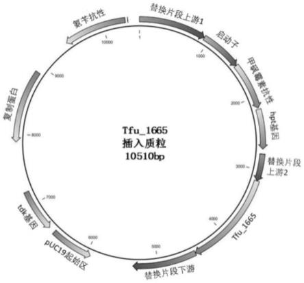 一种可以分泌溶解性多糖单加氧酶的工程菌株及其构建方法与应用与流程