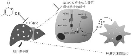 4-甲基-5,6-二氢吡喃-2酮在制备NLRP3炎症小体活性抑制剂中的应用