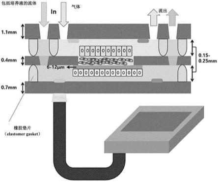 模拟肺组织的微流控系统