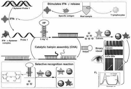 无酶核酸放大和选择性识别反应辅助IFN-γ的均相双荧光和二元可视化分析方法及应用