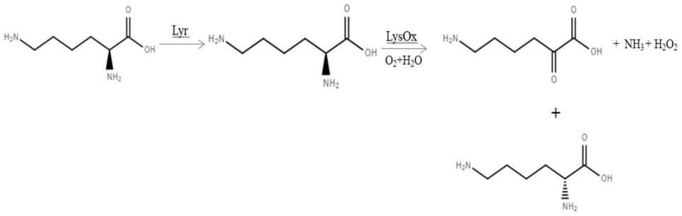 一种D-赖氨酸的制备方法与流程