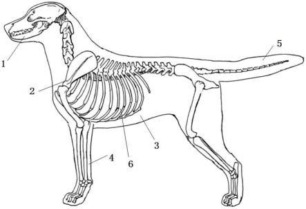 一种犬皮下、肌肉注射模型