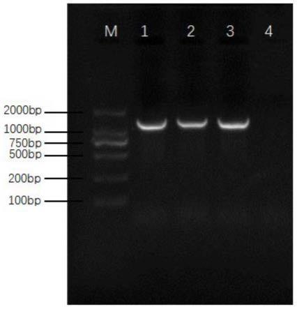 一株花生根际生防菌—贝莱斯芽孢杆菌SW-1及其应用的制作方法