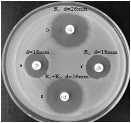 一种区分革兰阴性杆菌中碳青霉烯酶的检测试剂与方法与流程