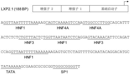 优化的人凝血因子IX基因表达盒及其应用