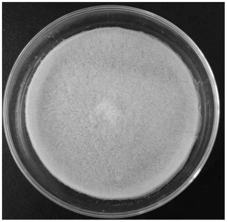 一种冠突散囊菌胞外多糖发酵的方法