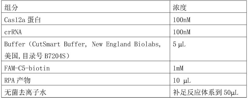 基于CRISPR/Cas12a系统和上转换发光颗粒免疫层析的核酸检测试剂盒及应用