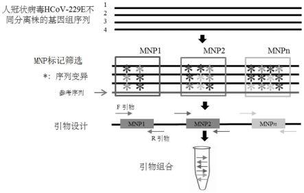 一种人冠状病毒HCoV-229E的MNP标记位点、引物组合物、试剂盒及其应用