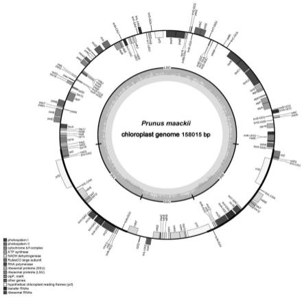 斑叶稠李叶绿体基因组及在品种鉴定中的应用的制作方法