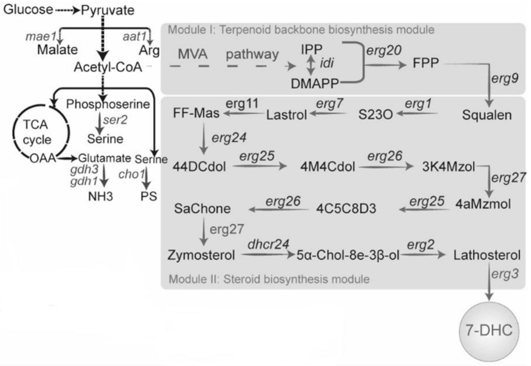一种调控/降低乙酰辅酶A支路代谢高效合成7-脱氢胆固醇的方法与流程