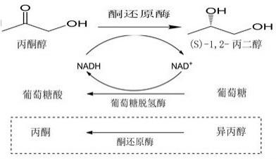 一种(S)-1，2-丙二醇的制备方法与流程