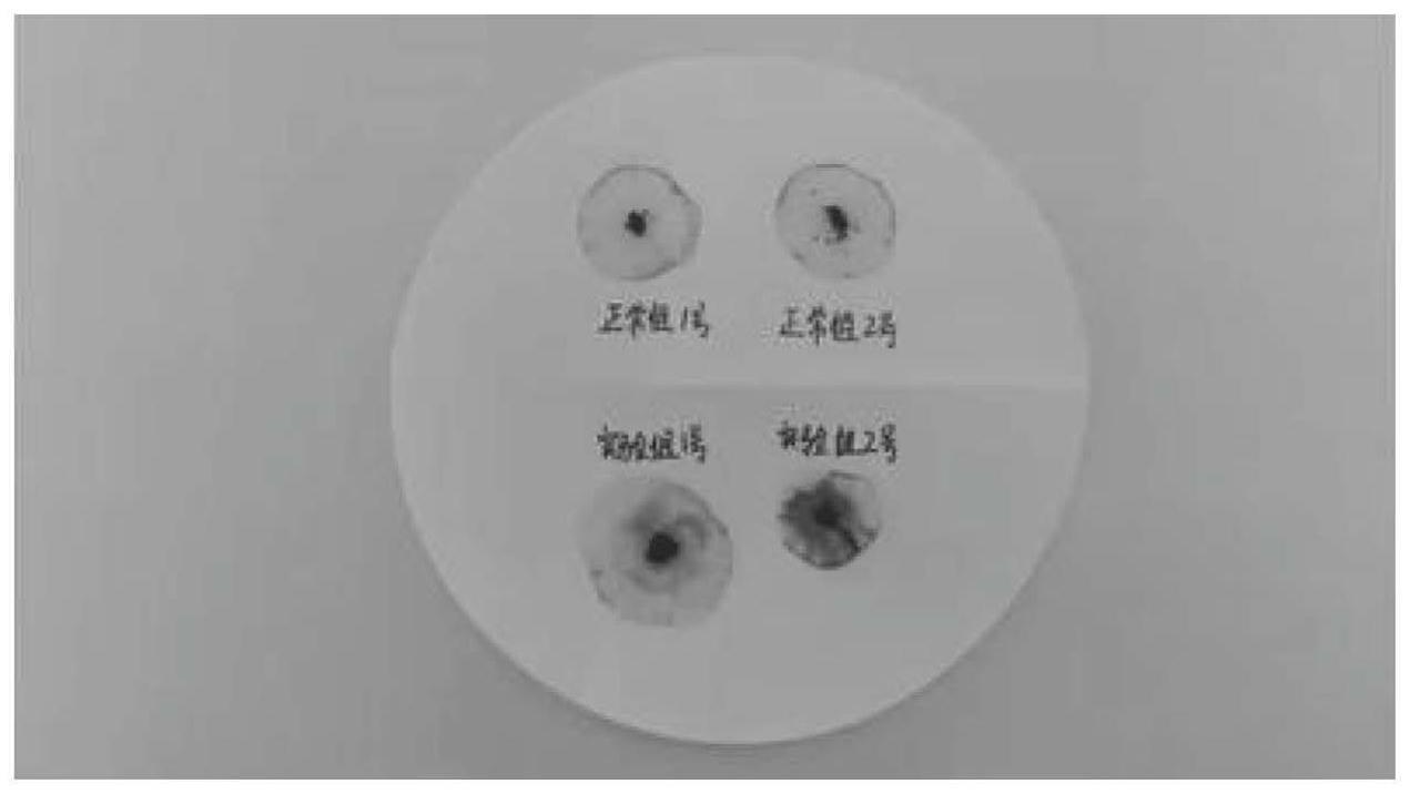 一种构建绵羊肠炎动物模型的方法及其应用与流程