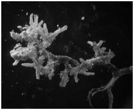 一种板栗菌根专用生物有机肥及其制备方法