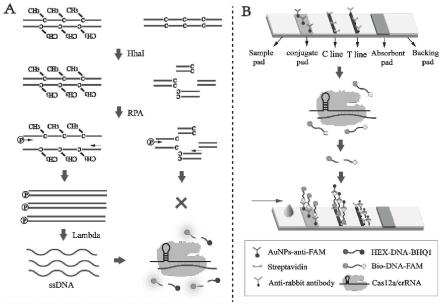 一种基于重组酶聚合酶扩增与CRISPR/Cas12a耦合的DNA甲基化检测方法