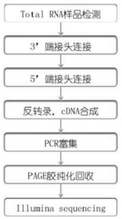 尖叶假龙胆来源的Gen-miR-1抑制心肌纤维化的用途