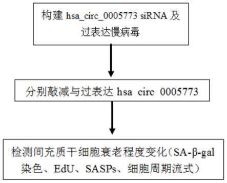 hsa_circ_0005773在防治间充质干细胞衰老及骨关节炎中的应用