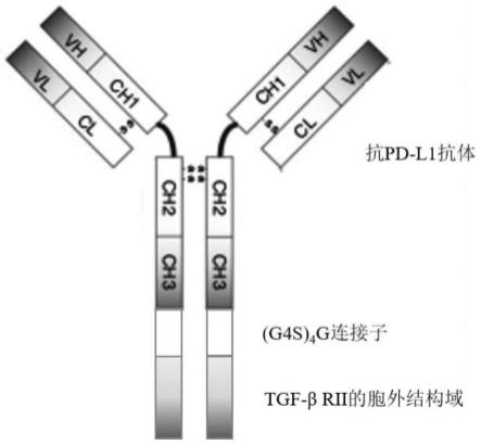 包含靶向PD-L1和TGF-β的融合蛋白的药物组合物的制作方法