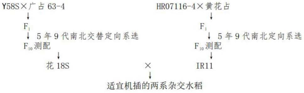 一种适宜机插的两系杂交水稻育种方法与流程