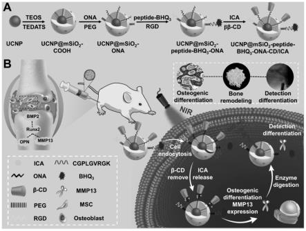 功能化UCNPs载体、治疗骨质疏松症的UCNPs纳米复合物及其制备和应用
