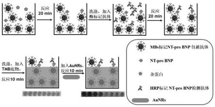 一种基于磁性纳米探针和金纳米棒快速裸眼检测人N端脑钠肽前体检测试剂盒