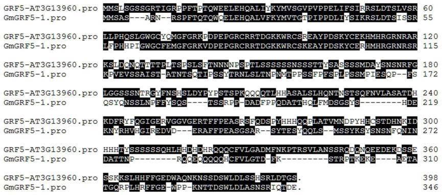 GmGRF5-1及其编码蛋白在提高大豆种子蛋白质含量中的应用