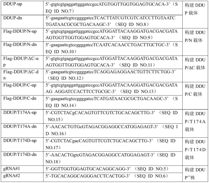 DDUP作为肿瘤耐药检测、治疗及预后分子靶点的应用