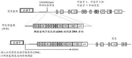 用于治疗或预防克罗恩病的组合物和方法与流程