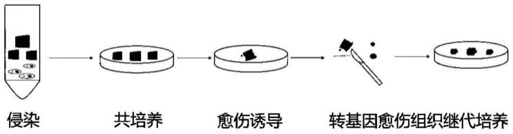 一种发根农杆菌介导的桃愈伤组织遗传转化方法