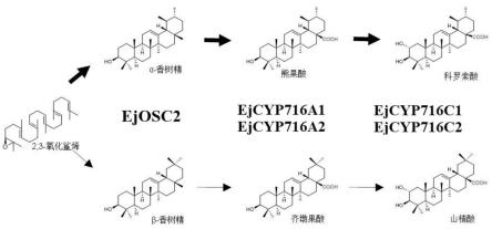 枇杷三萜酸合成关键酶基因EjCYP716A1/2和EjCYP716C1/2及应用