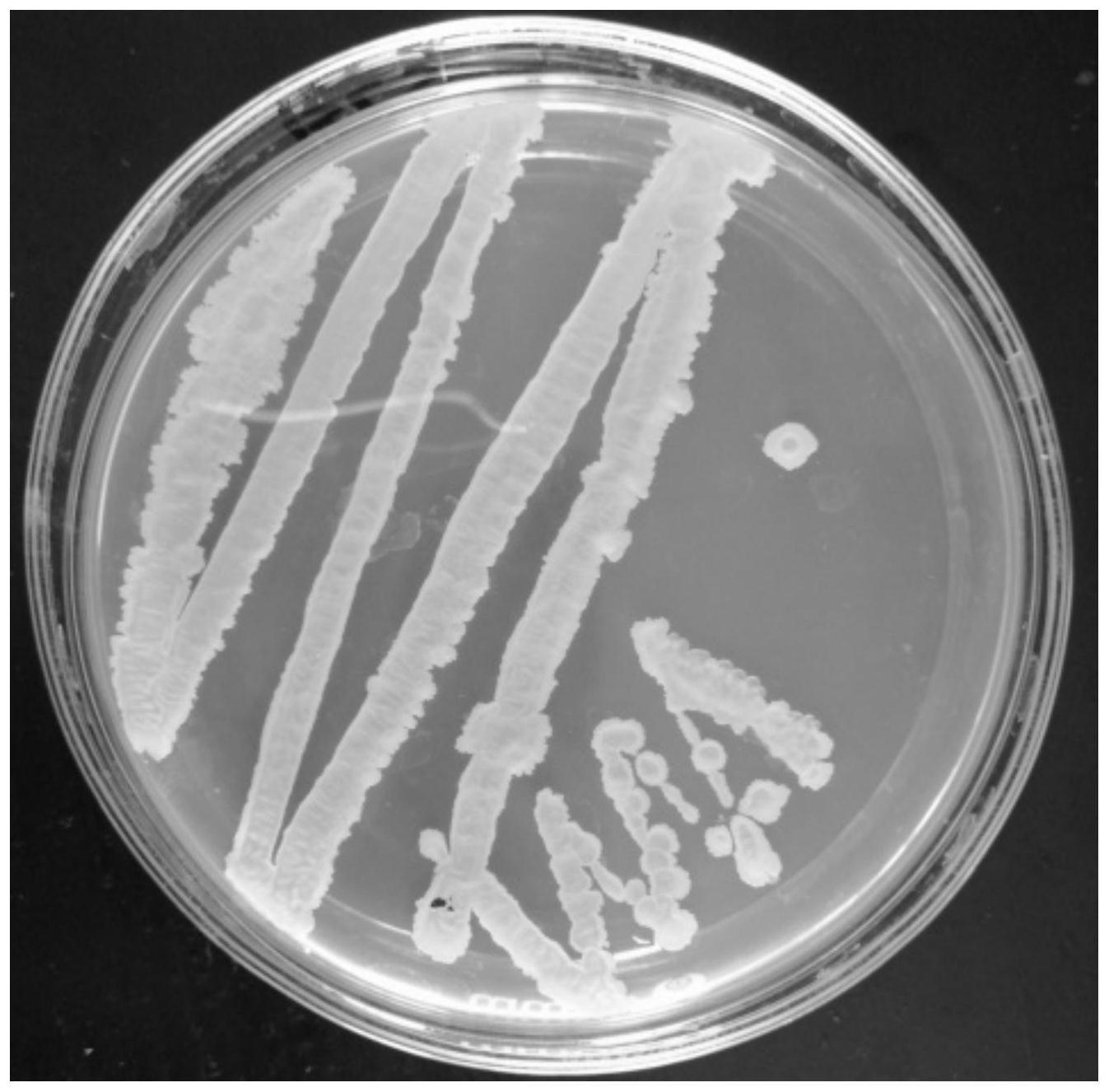 贝莱斯芽孢杆菌JBNH101及其培养基、发酵产物制备方法、制剂与应用与流程