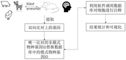 一种双向同源比对的非模式物种细胞注释方法与流程