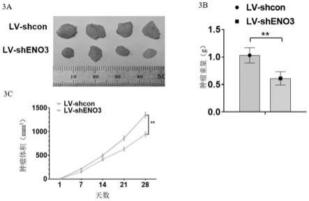 ENO3在肾癌诊断及治疗中的应用