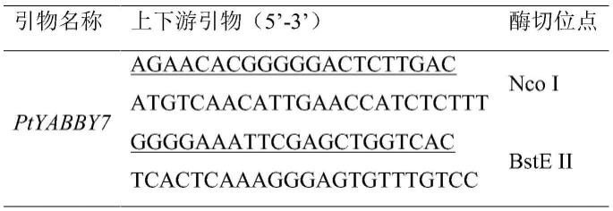 一种毛白杨PtYABBY7基因及其应用