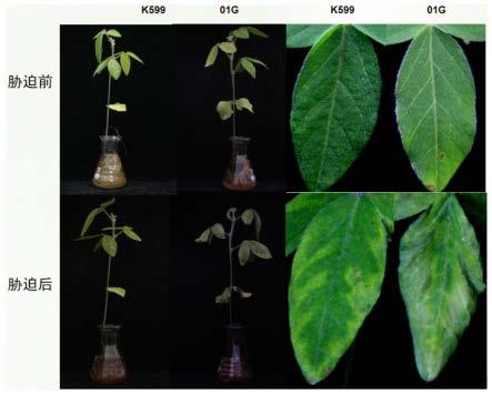 GmSKP1基因在负调控大豆干旱胁迫应答中的应用