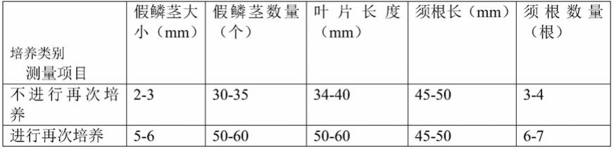 一种提高云南独蒜兰组培苗假鳞茎膨大和数量的方法