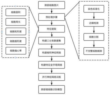 基于并行神经网络的肺部细胞图像分类方法与流程