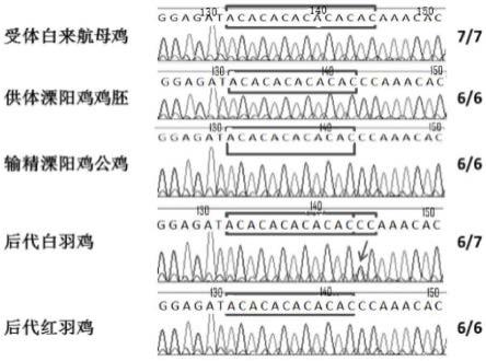 一种利用性腺细胞构建嵌合体鸡保种的方法