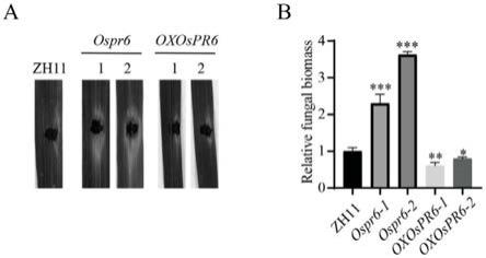 水稻OsPR6基因或其编码的蛋白在调控水稻对稻瘟病菌抗性中的应用的制作方法