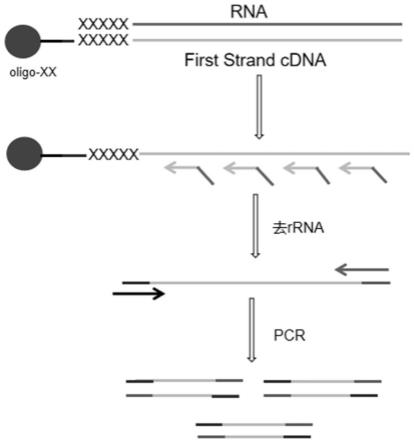 一种细胞外RNA文库的构建方法及其应用与流程