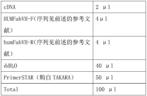 新型冠状病毒单克隆抗体XY6及其应用