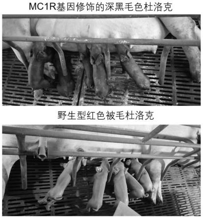 猪黑毛基因分子标记及黑色被毛杜洛克猪的制备和应用的制作方法