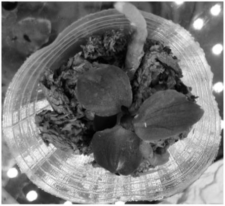 一种以叶片为外植体的蝴蝶兰再生为完整植株的方法