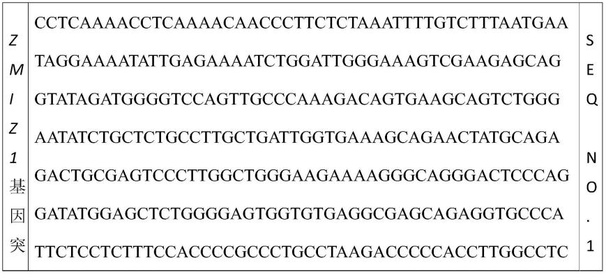 一种ZMIZ1基因突变序列的制作方法
