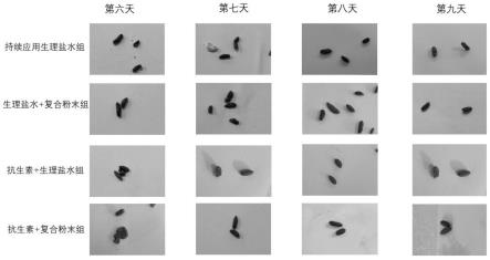 一种多功能的益生菌组合物及其应用的制作方法