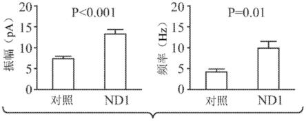 通过NEUROD1介导的星形胶质细胞到神经元转化进行创伤性脑损伤后的脑修复的制作方法