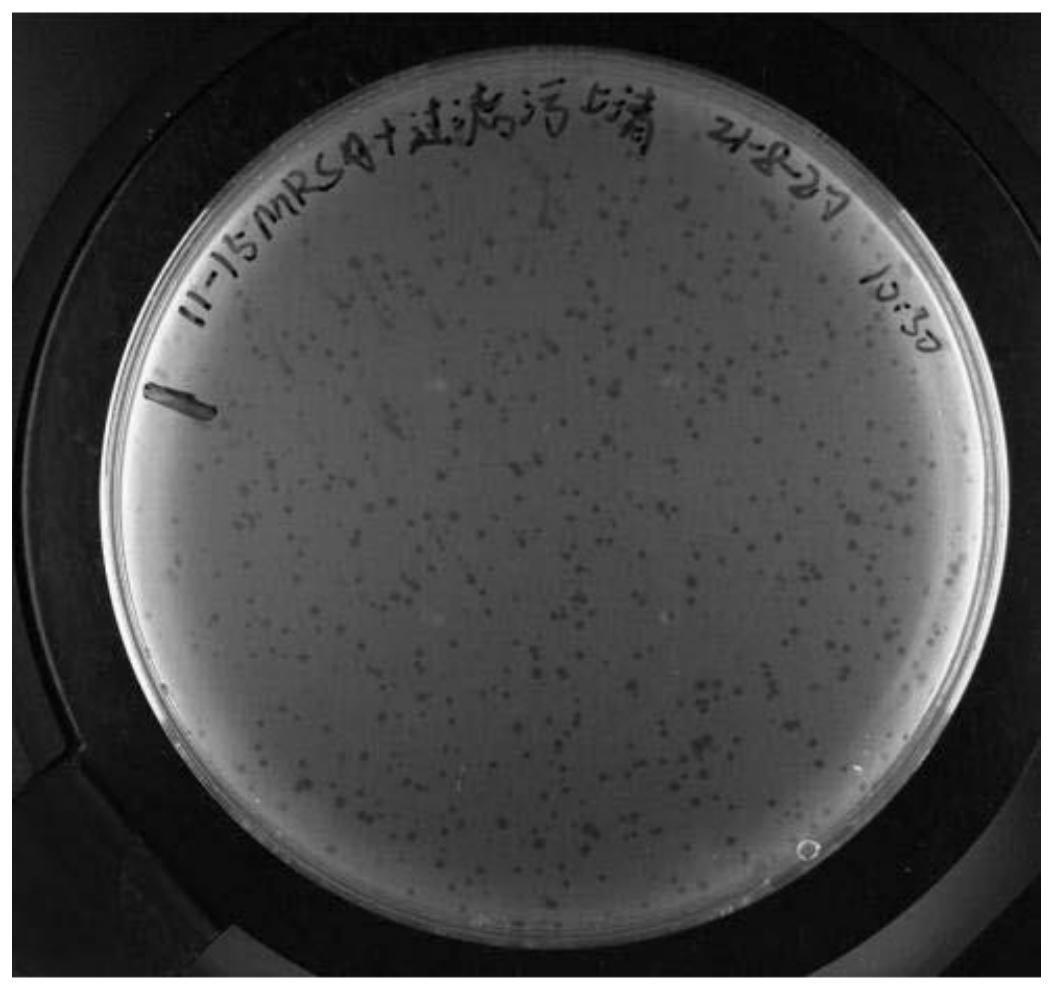 抗多种抗菌素的细菌,耐甲氧西林金黄色葡萄球菌照片摄影图片_ID:141081114-Veer图库
